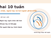 Thai 10 tuần: bé phát triển ra sao và mẹ nên chú ý điều gì? Thai 10 tuần: tay chân, ngón tay và tai ngoài phát triển
