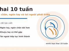Thai 10 tuần: bé phát triển ra sao và mẹ nên chú ý điều gì? Thai 10 tuần: tay chân, ngón tay và tai ngoài phát triển