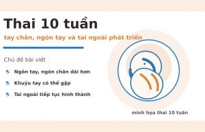 Thai 10 tuần: bé phát triển ra sao và mẹ nên chú ý điều gì? Thai 10 tuần: tay chân, ngón tay và tai ngoài phát triển