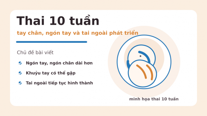 Thai 10 tuần - ảnh đại diện đúng chủ đề Thai 10 tuần: tay chân, ngón tay và tai ngoài phát triển