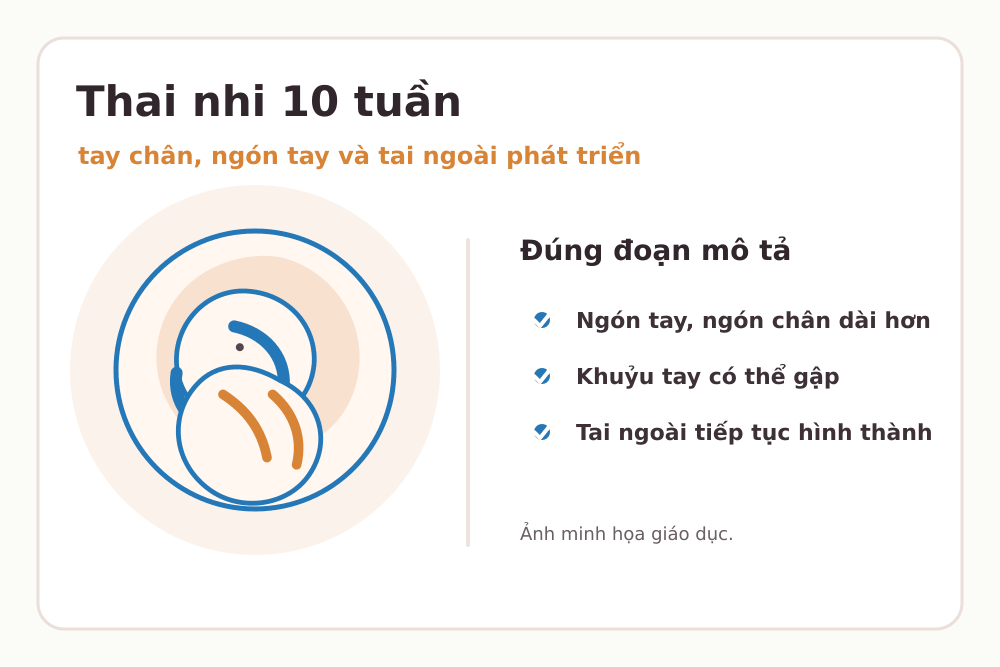 Minh họa thai nhi 10 tuần: Ngón tay, ngón chân dài hơn, Khuỷu tay có thể gập, Tai ngoài tiếp tục hình thành