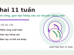 Thai 11 tuần: sự phát triển của bé và những thay đổi ở mẹ Thai 11 tuần: mầm răng, gan tạo hồng cầu và chuyển động nhỏ