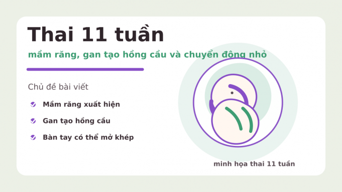 Thai 11 tuần: mầm răng, gan tạo hồng cầu và chuyển động nhỏ