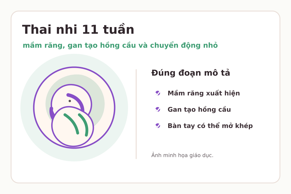 Minh họa thai nhi 11 tuần: Mầm răng tương lai xuất hiện, Gan bắt đầu tạo hồng cầu, Bàn tay có thể mở khép
