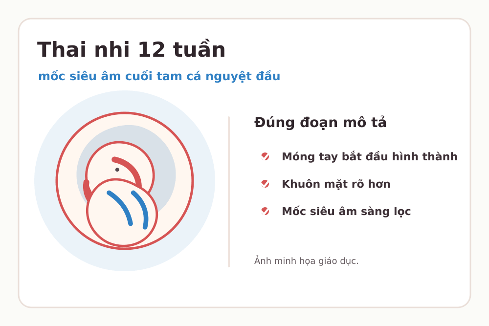 Minh họa thai nhi 12 tuần: Móng tay bắt đầu hình thành, Khuôn mặt rõ hơn, Có thể được hẹn siêu âm sàng lọc
