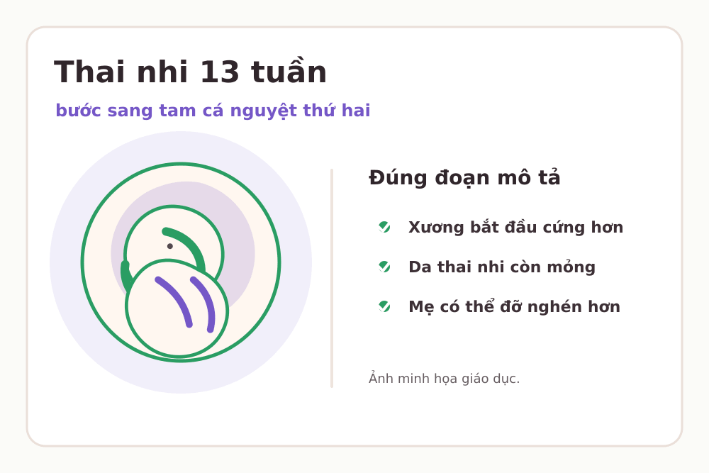 Minh họa thai nhi 13 tuần: Xương bắt đầu cứng hơn, Da thai nhi còn mỏng, Mẹ có thể đỡ nghén hơn