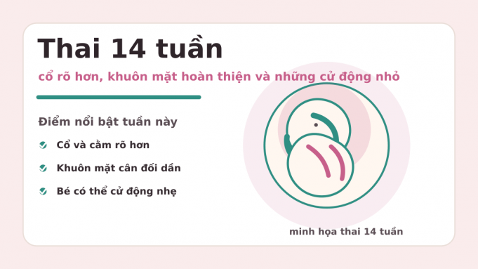 Minh họa thai 14 tuần và các thay đổi nổi bật