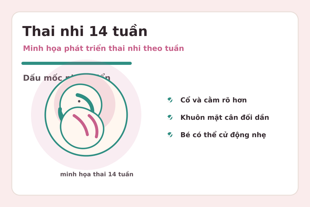 Minh họa sự phát triển của thai nhi 14 tuần