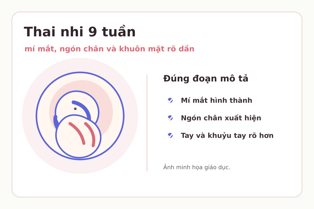 Minh họa thai nhi 9 tuần: Mí mắt hình thành, Ngón chân xuất hiện, Tay dài hơn, khuỷu tay rõ hơn